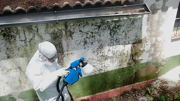 Mold Remediation service in Perkasie, Perkasie, PA